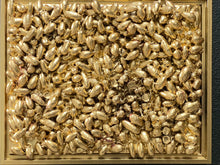 Load image into Gallery viewer, Absurdity of Gold- Acorns
