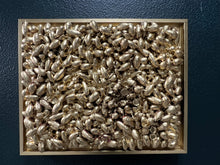 Load image into Gallery viewer, Absurdity of Gold- Acorns

